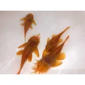 藍眼鬍子/大帆 6-7公分以上 綜合商品目錄