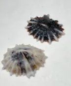 笠螺（一組兩顆） 尺寸：24/24.5mm
