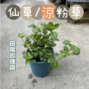 田尾玫瑰園 l 仙草、涼粉草、田草、仙人凍【五吋盆栽 高度約10cm】香草植物 食用植物 退火仙草茶 (田尾在地商家)
