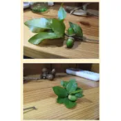 乾燥帶枝葉的太魯閣櫟