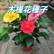 台灣現貨 【木槿花種子】 大紅花 扶桑花 盆栽易種 四季開花 陽台庭院植物 可扦插繁殖 花卉種籽 園藝療癒 新手友善