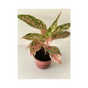 (店+)彩鳳粗肋草 3寸小品 觀葉植物 免澆水盆栽 辦公室布置 空氣淨化能力強