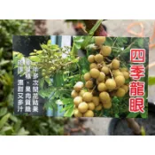 四季蜜龍眼 請先洽詢 嫁接苗 大苗 四季龍眼 樹苗 龍眼盆栽 龍眼苗 四季 桂圓 龍眼蜜 另有 金剛龍眼 潤蒂 粉殼
