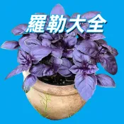 【羅勒大全】九層塔種子 香草植物 盆栽 園藝DIY 高發芽率 台灣種植 易栽培 可食用 調味香料 快速發芽