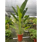 霏霏園藝旅人蕉觀葉植物 1尺寸盆高120-150公分樹老時候非常美