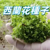 【西蘭花種子】 家庭園藝 陽台種菜 可食用蔬菜 秋冬播種 非基改 分裝 新手DIY 盆栽地栽 園藝種子  新手易種植