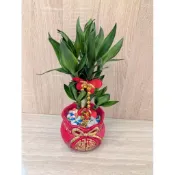 盆栽 蓮花竹 富貴竹 招財植物 室內 空氣淨化