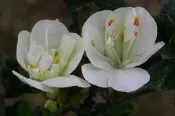 【優勢】日本皋月杜鵑苗~品種名“清音之花“