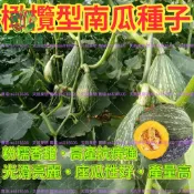 橄欖型南瓜種子 雞蛋南瓜 金瓜仔 小南瓜 家庭菜園 陽台種植 爬藤植物 可食用南瓜 盆栽蔬菜 景觀植物 秋播種子 果實種