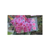 (店+)花森好市-落葉喬木-櫻花品種-*八重櫻-關山櫻-牡丹櫻-楊貴妃櫻-數珠掛櫻-菊櫻-紫櫻*4吋盆