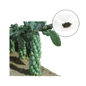 (店+)【蔬菜之家】B10-1.日本TAKII抱子甘藍種子20顆タキイ種苗株式會社孢子甘藍 高產，生長勢旺，直立性性