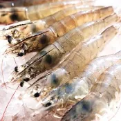 【RealShop】國產養殖無毒白蝦 特大隻/250g/約10-13隻 6入組(餵養乳酸飼料 絕不用藥)