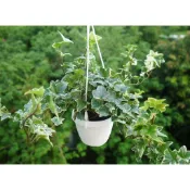 常春藤 長春藤 斑葉常春藤 3寸(吊盆) (清淨空氣植物) 室內植物 室外植物 觀葉植物【花樣渼栽盆栽生活館🌿】