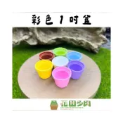 (店+)《花田多肉》🌵【彩色1吋盆】 多肉植物/仙人掌/塑膠盆/盆器/迷你盆