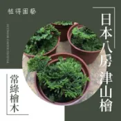 植得｜日本八房 津山檜·青檜·千層檜｜常綠檜木
