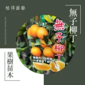 植得｜無子柳丁·汁多香甜｜果樹苗木