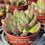 沅鈺農場   多肉植物   紅唇