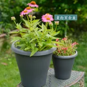 協貿國際日用品生活6館 環球霍倫百合球根類月季種植塑料圓形高花盆水泥深淺色北歐風格