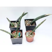 出清特價 [1150321更新] 黑虎紋 鮑魚 虎尾蘭 (多 🌵溫馨の多肉🌞 淨化空氣 虎尾蘭