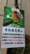水果苗-果苗-果樹苗- ［香妃無花果 ］-4.5吋盆-花花世界玫瑰園-SG280