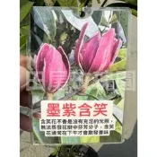 田尾玫瑰園 l 墨紫含笑、紫花含笑【4.5吋黑軟盆 高度約50cm】稀有樹種 開花植物 觀賞植物