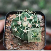 （快速出貨）凌波 仙人球開花 紅刺硬刺趣味仙人掌 多肉植物 桌面陽台庭院小盆栽