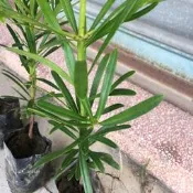 ＊文青園藝＊羅漢松苗 袋苗 便宜 批發