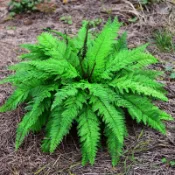 摩登時尚一派 仿真鐵線蕨草蕨類植物波斯頓草腎蕨盆栽植物吊蘭綠植盆景墻面裝飾