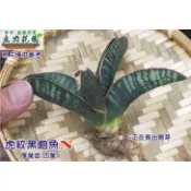 特價-N虎紋黑鮑魚虎尾蘭 黑虎紋鮑魚 1~3吋盆單株裸根中小苗 厚葉虎尾蘭 花苗 台中 立力花園