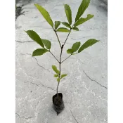 植系青屬-黃金風鈴木苗/三吋黑軟盆