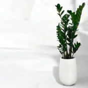 (店+)金錢樹 美鐵芋盆栽八吋水泥盆 竹簍 開幕送禮 室內植物 觀葉植物 開幕盆栽 室內盆栽 盆栽植物  園藝天堂鳥 龜背芋盆栽