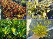 ╭＊田尾玫瑰園＊╯樹苗(變葉木)--日照愈充足葉色變化愈艷麗