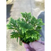 大葉 捲柏｜3吋盆～空氣淨化蕨類植物⋯