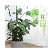 (店+)爬籐花架 台灣現貨 盆栽支撐架 藤蔓支架 爬藤架 花盆架 植物架 攀爬架 爬藤杆 環狀爬藤架 球型花架 園藝花架 支柱