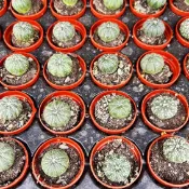 億時代園藝+兜 多肉植物 仙人掌 1吋盆