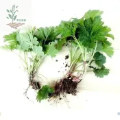 青禾園藝（益母草種子）茺蔚子種子、地母草可食用特色蔬菜種子漢方中藥材種子坤草紅花益母草、野麻、溪麻種子