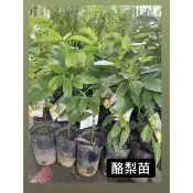 酪梨/紅心圓酪梨/秋可酪梨/黑美人酪梨/加林一號酪梨/嫁接苗/永吉種苗園