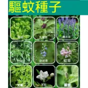 ✔💥【多款驅蚊草種子】夏季強力驅蚊草九層塔 迷迭香 艾草 薄荷 藿香 清香木豬籠草種子 庭院陽台種植 陽台庭院盆栽