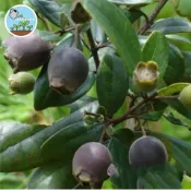 🌺懷舊野趣🌟 山棯/桃金娘種子 可食用漿果(釀酒/果醬) 粉紅花朵滿樹 極度強健 山坡地綠化首選 新手友善 自帶鄉愁氛圍