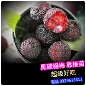 黑碳楊梅✅矮化盆栽✅可陽台盆栽+快速結果+新手入門首選 楊梅 楊梅苗 樹莓 樹苗 果苗 水果苗 矮化果樹 矮化盆栽