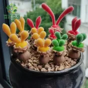 多肉植物種子 景天科種子 仙人掌種子 懶人植物 室內盆栽 療癒小盆栽 陽台植物 辦公室盆栽 多肉組合 種子盆栽 DIY種