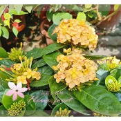 芙菈朵森林 橘熊貓 仙丹花 煙火仙丹 鑽石仙丹 矮白仙丹 洋紅仙丹 大王仙丹 觀花植物 季節花卉 觀賞花卉