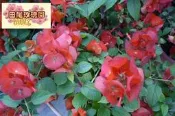 ╭ ＊田尾玫瑰園＊╯蔓性植物--(洋傘花)