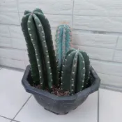 短刺鬼面角🌵  鬼面角 神代 量天尺 天倫柱 柱型仙人掌 短刺神代 仙人掌 仙人柱 大型仙人掌