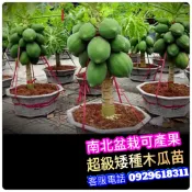 超矮種木瓜苗✅可盆栽+快速結果✅產量多+甜度高 木瓜苗 矮種木瓜苗 矮木瓜 矮木瓜苗 矮木瓜苗 冰糖木瓜 木瓜 矮種木瓜
