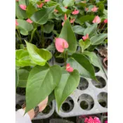 🪴綠植田園🪴粉冠軍火鶴/火鶴/粉冠軍/火鶴花/3寸盆/開花植物/觀花植物/觀葉植物