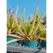 🌵多肉植物、仙人掌🌵【 中華蘆薈 】3吋盆 （可食用）