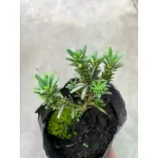 米粒 羅漢松｜3.5吋苖植袋～扦插苗木⋯