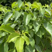 【現貨】茄苳葉 含枝條50g 天然種植無農藥 新鮮現採 竹節蟲 葉脩最愛 寵物蔬菜