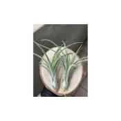 (店+)空氣鳳梨 小精靈 x 紅女王頭